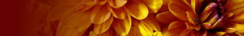header